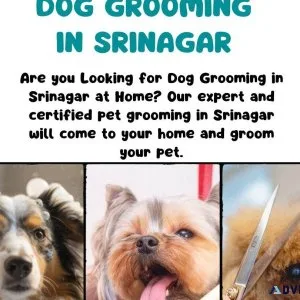 Dog Grooming Services in Srinagar