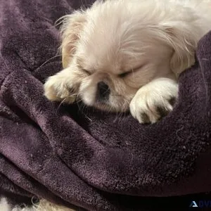 Small Pekingnese