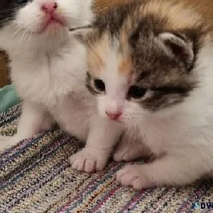 4 Beautiful CALICO kittens for sale