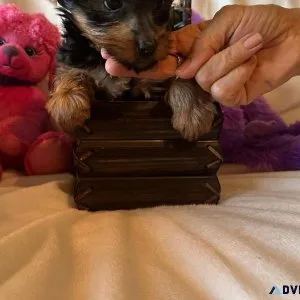 Absolute  Yorkshire Terrier pups