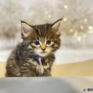 Adorable Maine Coon Kittens Await You in Texas