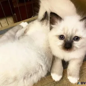 Beautiful Pure Birman Kittens Boys and Girls.