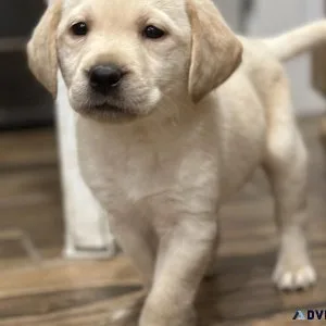 Labrador Retriever AKC Registered Black Yellow