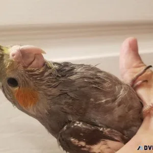 Hf bby cockatiel