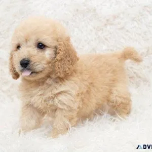 Mini Cockapoo Puppy ..