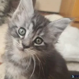 Maine Coon Kittens available for sale