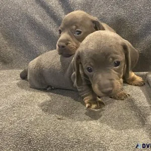 Mini dachshund