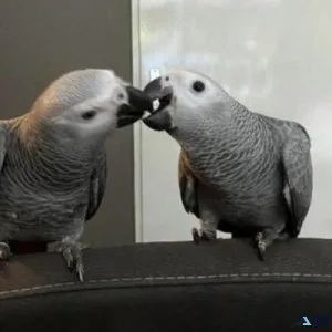 AFRICAN GREY TALKING PARROTS FOR SALE. Text (516) 440 6916