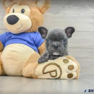 French bulldog babies