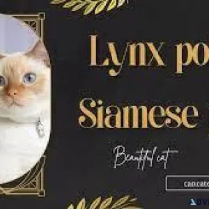best cat food for constipation