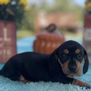AKC black and tan dachshund