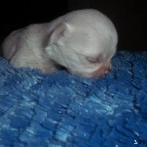 AKC Long Coat Chihuahuas Male  and Females