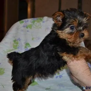 Lovely  Yorkshire Terrier pups