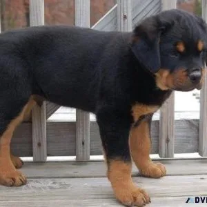 near active German rottweiler puppies for Sale