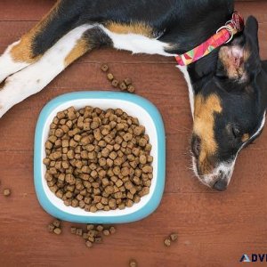 Pets Food at cheapest Prices - Pawrulz