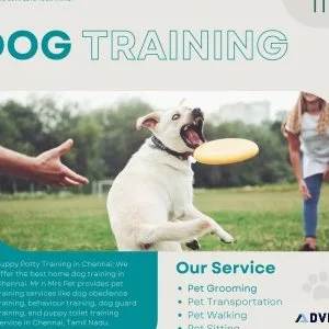 Puppy Potty Training in Chennai
