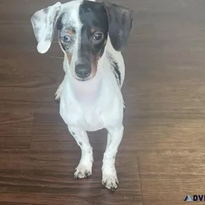 Dachshund puppy