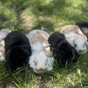 Mini Lop Bunnies