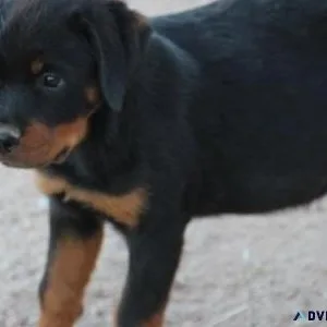madexpert German rottweiler puppies for Sale