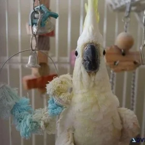 Sulpher Crested Cockatoo Breeder Young Pair Male and Female