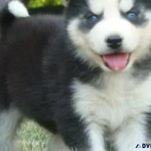 SIBERIAN HUSKY PUPPIES FOR RE-HOMING