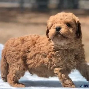Golden doodle puppies