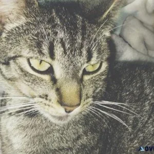 Lost cat