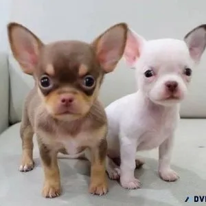 bbhtj Chihuahua Puppies