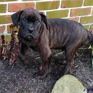 Home raised Cane Corso puppies available