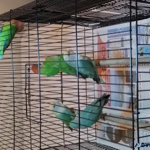 Beautiful baby love bird and baby parakeet for sale