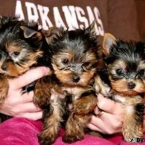 Adorable Yorkshire Terrier Puppies for Sale