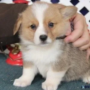 hgjt  Pembroke Welsh Corgi puppies