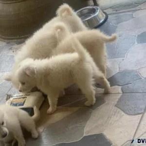 3 months America Eskimo both male and Female for sale