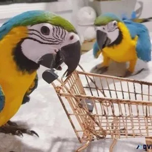 Blue and Gold Macaws- Handraised.