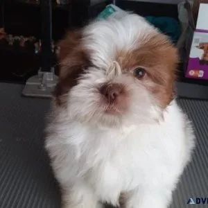 Sweet Shihpoo puppies