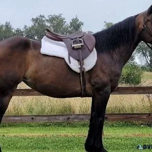 Bay Friesian Mare Horse For Sale