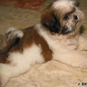 AKC Shih Tzu Puppies for sale