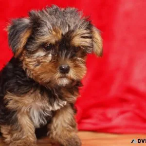 Yorkie puppies