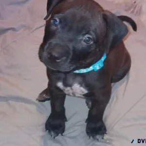 American Bully male