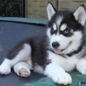 Free Siberian Husky Pups