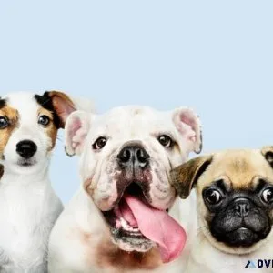 Looking For a Pet store in Mumbai Visit Our Store