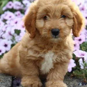 Caden Male Mini Goldendoodle