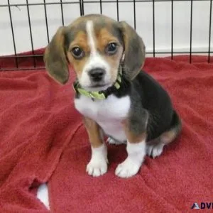 AKC Beagle puppies girls and boys
