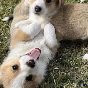 vddg   Lovely Pembroke Welsh Corgi puppies