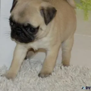 Healthy Pug Puppies For Sale.
