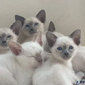 Siamese kittens 