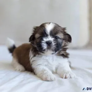 2 Beautiful Shih tzu puppies