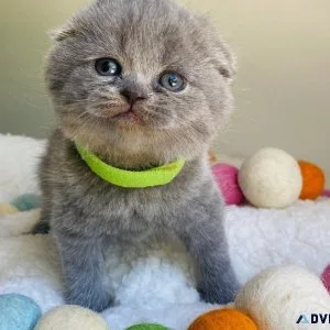EEGS Scottish Fold Kittens
