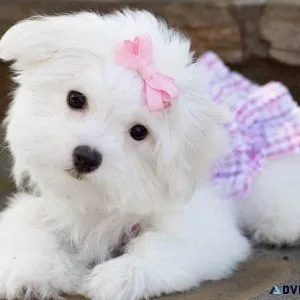 Healthy AKC Maltese puppies available