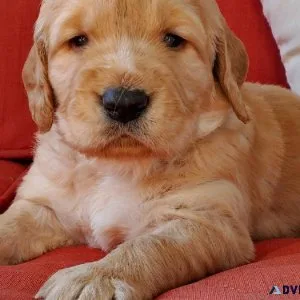 AKC Golden Retriver